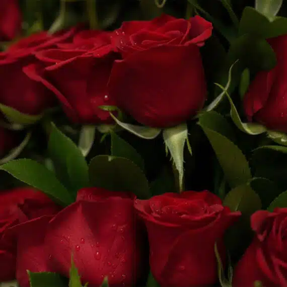 Primer plano extremo de rosas rojas frescas con gotas de rocío, resaltando la textura hiperrealista y colores vibrantes bajo