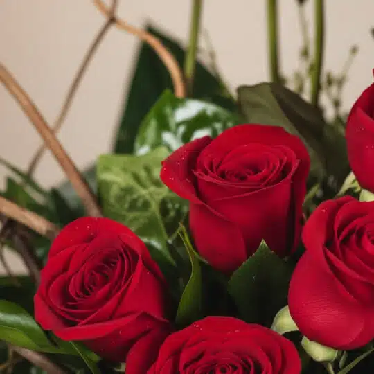 Primer plano extremo de rosas rojas frescas del Arreglo GIANNA, con gotas de rocío y hojas verdes, destacando su textura y co