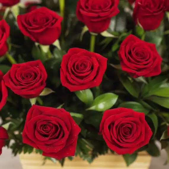 Primer plano extremo de 40 rosas rosadas frescas en una cesta GIOIA, con gotas de rocío y hojas verdes, ideal para regalar.